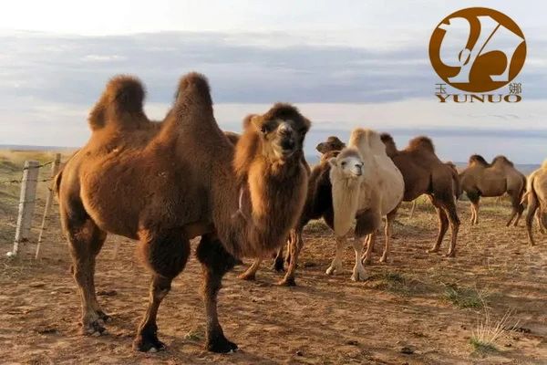 �����ȡ�--��(l��i)�ԡ�ѩ��������̩���q�Ҽ�Ʒ��